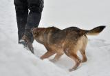 Бродячие собаки 173 раза сделали «кусь» жителям Ямала с начала года 