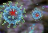 За сутки на Ямале коронавирус выявили у 12 пациентов 