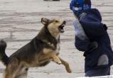 В Лабытнанги собаки снова атакуют местных жителей 
