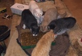 Коты-каннибалы из Тюмени неделю провели в одной квартире с мертвой хозяйкой 