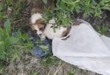 В Надыме живодеры выкинули на улицу щенков в пакете (ФОТО) 