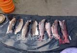 В Красноселькупском районе браконьера за вылов тайменя оштрафовали почти на двести тысяч (ФОТО)