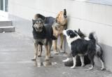 В микрорайоне Нового Уренгоя бездомная стая собак терроризирует жителей