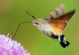 То ли бабочка, то ли виденье: в Ноябрьске заметили насекомое, похожее на колибри (ВИДЕО)