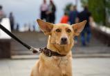 На Ямале владельцев начнут штрафовать за выгул собак в неположенном месте
