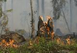 За сутки на Ямале произошло шесть природных пожаров