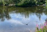 В Новом Уренгое очистят водоем за Юбилейным с утками и рыбами