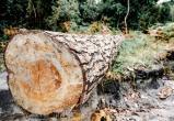 Мужчину убило бревном в лесу Пуровского района