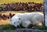 В Красноярском крае медведь с застрявшей в пасти сгущенкой пришел за помощью к людям