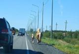 Лошадь и жеребенок убежали от хозяина в Салехард, поближе к Дмитрию Артюхову (ФОТО)