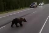 В ХМАО поймали расстрелявших медвежонка живодеров