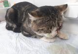 В Салехарде избитый живодерами котенок останется без глаза (ФОТО)
