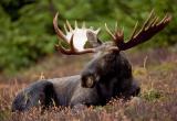 Дорогая охота: за трех убитых лосей житель Ямала может лишиться до миллиона рублей