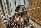 На Ямале живодер год мучил редкую птицу и получил 4 года условно (ФОТО)