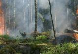 Тюмень накрыло дымом от лесных пожаров в ХМАО