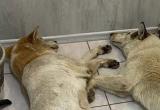 На Ямале спасают четверых отравленных живодерами собак (ФОТО)