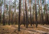 Почти тысячу гектаров горящего леса потушили за сутки в ЯНАО