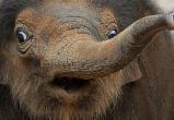 На Ямале нашли зубы гигантского мамонта (ФОТО)