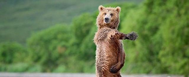 В Губкинском медведя от человека отогнали собаки (ВИДЕО)