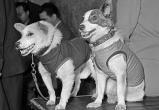 Этот день в истории: 20 августа на Землю впервые вернулись запущенные в космос живые существа — собаки Белка и Стрелка