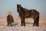 Власти Монголии ищут по России учителей, готовых преподавать общее устройство лошадей