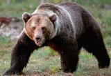 В Губкинском нашли следы медведя (ФОТО) 