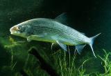 Ученые РАН признали ямальских рыбов не только красивыми, но и полезными 