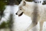 Китайцы клонировали белого полярного волка 