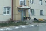 В Надыме бродячие собаки посадили под «домашний арест» жителей микрорайона Лесной 