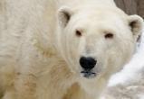 Раненый белый медведь Диксон кайфует в Московском зоопарке (ВИДЕО)