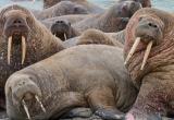 Полторы тысячи моржей вернулись на побережье Карского моря