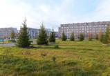 1000 деревьев от администрации и предприятий: Новый Уренгой подводит итоги сезона озеленения 