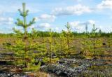 На Ямале компании ТЭК восстановили около 1300 гектаров леса (ФОТО) 