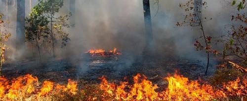 На Ямале в этом году природные пожары уничтожили 20 тысяч гектаров леса 
