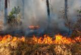 На Ямале в этом году природные пожары уничтожили 20 тысяч гектаров леса 