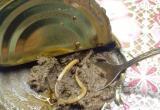 Резиновый червь попытался сожрать купленный в «Магните» из Лабытнанги шпротный паштет (ФОТО) 