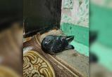Жители Нового Уренгоя обеспокоены количеством мертвых голубей на улицах города (ФОТО)