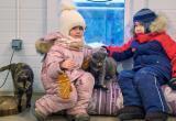 За «Пушистый день» на Ямале обрели хозяев 24 бездомных хвостика (ФОТО) 