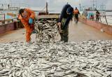 Ямальские рыбаки в 2022 году выловили 11 тысяч тонн рыбов