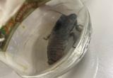 Мадагаскарский таракан из Ноябрьска в Рождество решил сменить хозяина (ФОТО) 