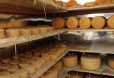 На Ямале в 2023 году начнут производить собственный сыр