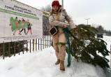 Россиянам напомнили, куда нужно выбрасывать новогоднюю елку (ОПРОС)