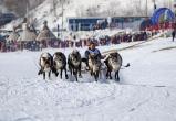 Стало известно когда и как на Ямале в 2023 году отметят День оленевода