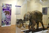 В музее Шемановского в Салехарде можно будет потрогать мамонтенка Любу