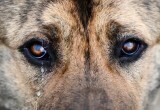В Ноябрьске безнаказанно застрелили собаку (ФОТО)
