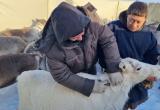 На Ямале оленей вакцинируют против сибирской язвы