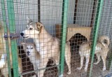 В Салехарде суд обязал муниципалитет привести в порядок приют для бездомных животных (ФОТО)