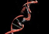 Акролеин повреждает ДНК