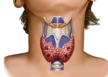  Какие симптомы могут свидетельствовать о нарушении функции щитовидной железы