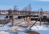 Фото: ГБУ «Дирекция ООПТ ЯНАО» Фото: ГБУ «Дирекция ООПТ ЯНАО»